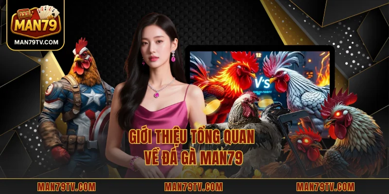 Giới thiệu tổng quan về đá gà MAN79